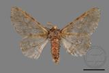 ǦW:Biston marginatus