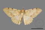 ǦW:Luxiaria costinota