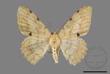 ǦW:Luxiaria costinota