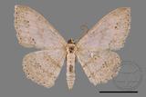 ǦW:Scopula formosana