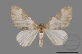 ǦW:Melanthia catenaria mesozona