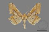 ǦW:Trigonoptila latimarginaria