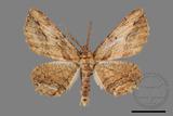 ǦW:Menophra anaplagiata