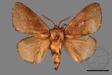 ǦW:Dendrolimus punctatus