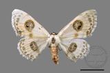 ǦW:Problepsis discophora