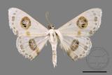 ǦW:Problepsis discophora