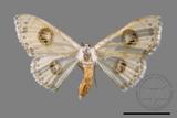 ǦW:Problepsis discophora