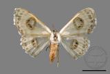 ǦW:Problepsis discophora