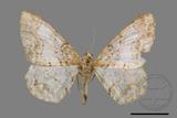 ǦW:Alcis admissaria undularia