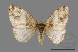 ǦW:Deileptenia rimosaria