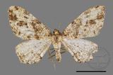 ǦW:Deileptenia rimosaria