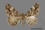 ǦW:Alcis taiwanovariegata