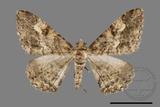 ǦW:Alcis taiwanovariegata