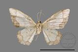 ǦW:Idaea sugillata