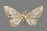 ǦW:Idaea sugillata