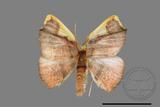 ǦW:Nothomiza flavicosta