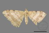 ǦW:Luxiaria costinota