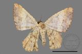 ǦW:Lophobates ochrolaria