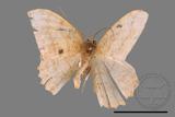 ǦW:Luxiaria mitorrhaphes