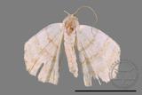 ǦW:Luxiaria obliquata