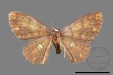 ǦW:Discoglypha locupletata