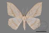 ǦW:Luxiaria obliquata