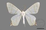 ǦW:Ourapteryx yerburii virescens