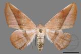 ǦW:Sarcinodes yayeyamanus