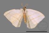 ǦW:Orthocabera sericea