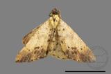 ǦW:Lophobates ochrolaria