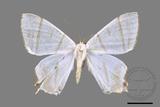 ǦW:Ourapteryx similaria horishana