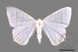 ǦW:Ourapteryx caecata