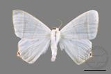 ǦW:Ourapteryx caecata