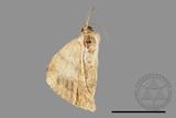 ǦW:Luxiaria mitorrhaphes