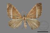 ǦW:Xenortholitha corioidea