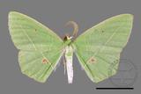 ǦW:Tanaoctenia haliaria