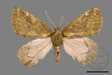 ǦW:Dindica polyphaenaris