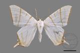 ǦW:Ourapteryx clara formosana