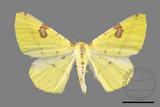 ǦW:Opisthograptis punctilineata