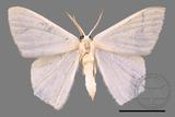 ǦW:Thalassodes immisarius opalinus