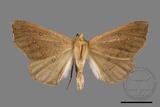 ǦW:Odontopera bilinearia subarida