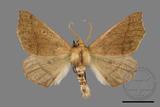 ǦW:Odontopera bilinearia subarida