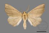 ǦW:Odontopera bilinearia subarida