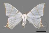 ǦW:Ourapteryx clara formosana