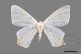 ǦW:Ourapteryx pallidula