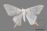 ǦW:Ourapteryx clara formosana