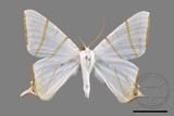 ǦW:Ourapteryx clara formosana