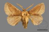 ǦW:Euthrix sp.