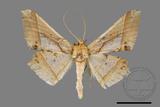 ǦW:Trigonoptila latimarginaria