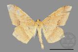 ǦW:Trigonoptila calidata